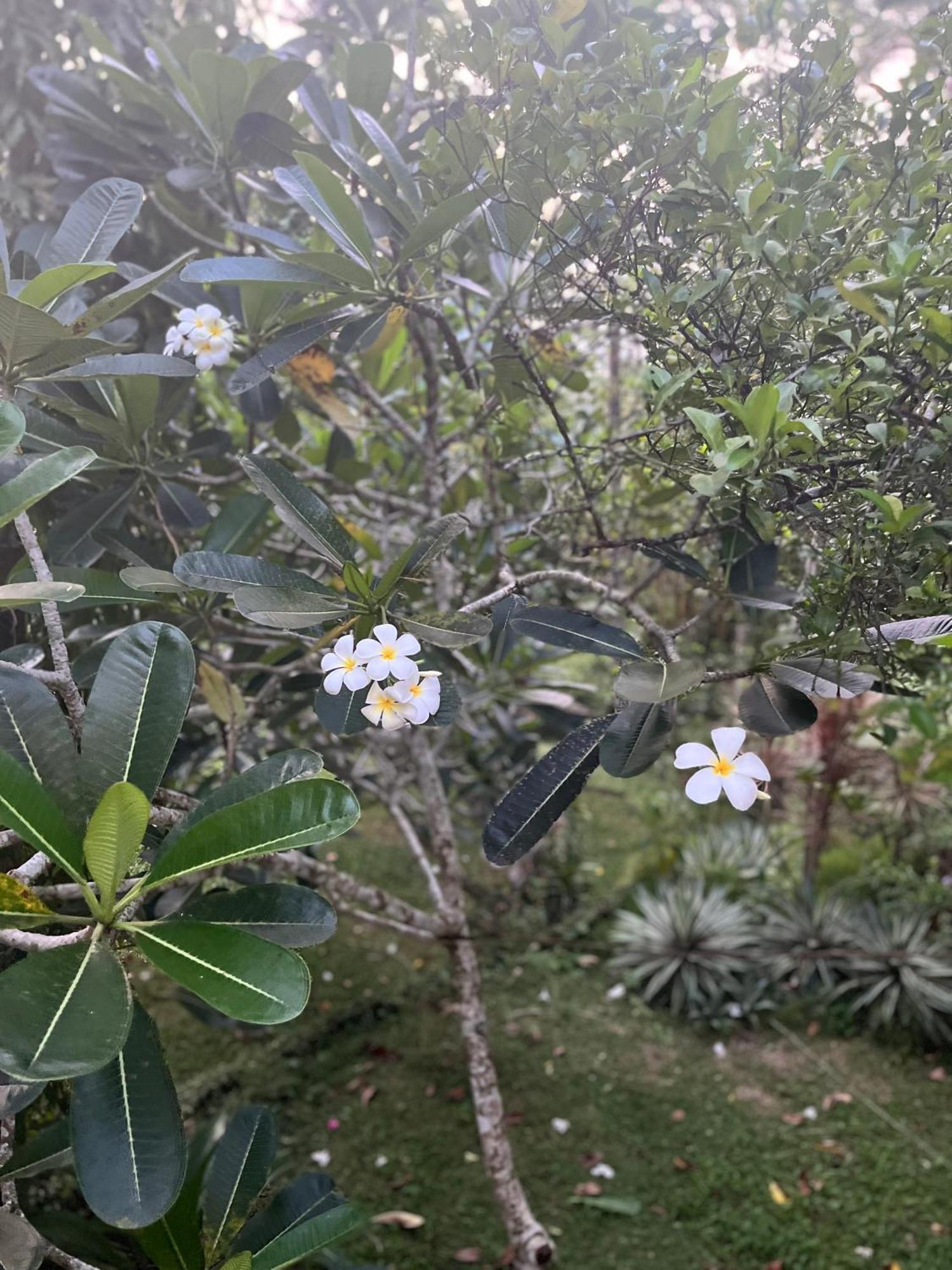 Swarnapaya Residence Bentota Exteriér fotografie